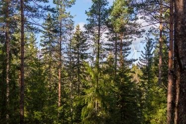 Enhancing biodiversity in forests