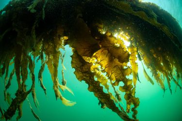 Large-scale seaweed farming